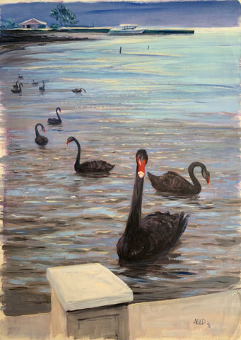 Black Swans of Rotorua, NZ